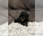 Small Photo #3 Poodle (Miniature) Puppy For Sale in SAN ANTONIO, TX, USA