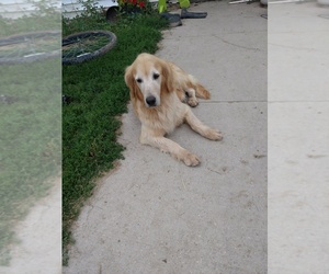 Father of the Golden Retriever puppies born on 06/26/2019