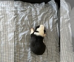Small Photo #6 Pembroke Welsh Corgi Puppy For Sale in RAMONA, OK, USA