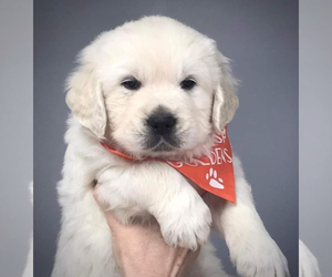 Golden Retriever Puppy for sale in SANTA ANA, CA, USA
