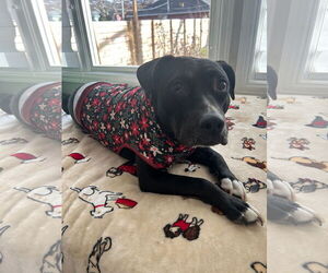 American Pit Bull Terrier-Unknown Mix Dogs for adoption in Germantown, OH, USA