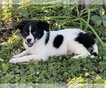 Puppy Puppy 2 Australian Shepherd