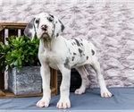 Small #3 Great Dane