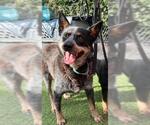 Small Australian Cattle Dog