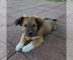 Small #4 Australian Shepherd Mix