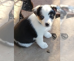 Australian Shepherd-Pembroke Welsh Corgi Mix Puppy for sale in BRIGGSDALE, CO, USA