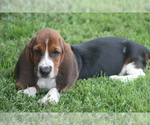 Small Photo #66 Basset Hound Puppy For Sale in MEMPHIS, MO, USA