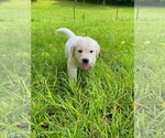 Small Photo #5 Golden Retriever Puppy For Sale in HANCEVILLE, AL, USA