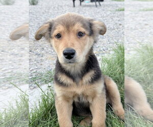 German Shepherd Dog Dogs for adoption in MIDWAY, UT, USA