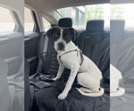Small #2 Boxer Mix