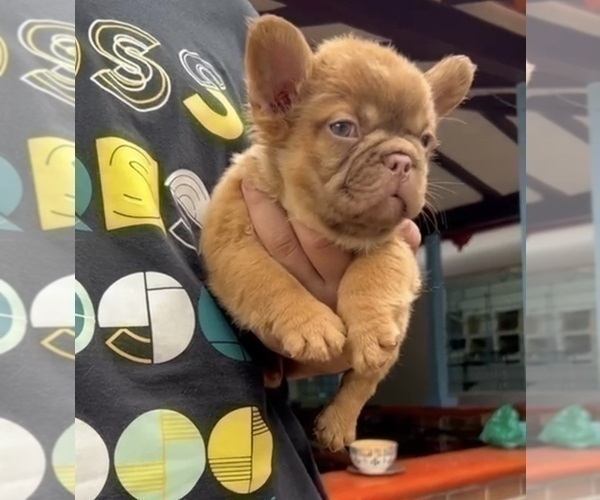 Medium Photo #7 French Bulldog Puppy For Sale in MIAMI BEACH, FL, USA