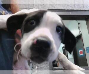 Staffordshire Bull Terrier Dogs for adoption in Tulsa, OK, USA