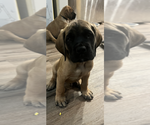 Small Photo #4 Mastiff Puppy For Sale in ENID, OK, USA