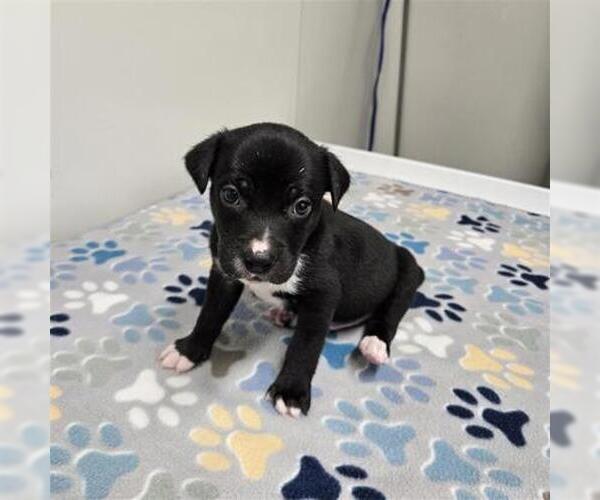 Medium Photo #1 Siberian Husky-Unknown Mix Puppy For Sale in Plano, TX, USA