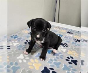 Siberian Husky-Unknown Mix Dogs for adoption in Plano, TX, USA