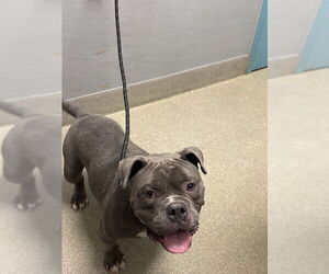American Pit Bull Terrier-Unknown Mix Dogs for adoption in Las Vegas, NV, USA