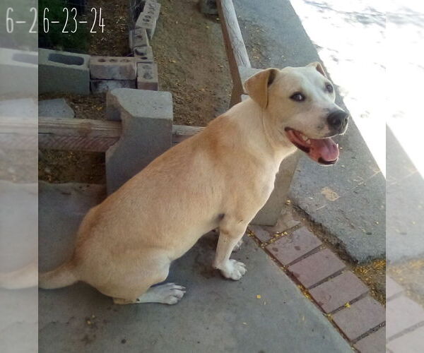 Medium Photo #4 Labrador Retriever-Unknown Mix Puppy For Sale in Apple Valley, CA, USA