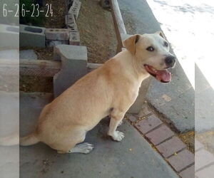 Jingles-his BFF is Baby Girl - Male Labrador Retriever-Unknown Mix Dog for Adoption - Photo #4