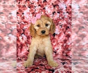 Cock-A-Poo Puppy for sale in KIRKWOOD, PA, USA