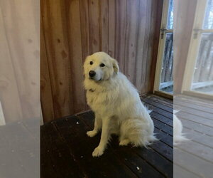 Coco - Female Great Pyrenees Dog for Adoption - Photo #4