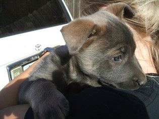 Dutch Shepherd Dog Puppy for sale in TUCSON, AZ, USA