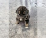 Small Photo #4 German Shepherd Dog-Siberian Husky Mix Puppy For Sale in CANISTEO, NY, USA