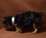 Small Photo #4 Yorkshire Terrier Puppy For Sale in PATERSON, NJ, USA