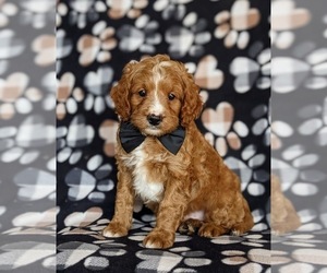 Miniature Labradoodle Puppy for sale in QUARRYVILLE, PA, USA