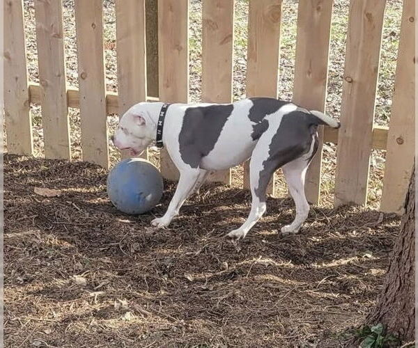 Medium Photo #2 American Pit Bull Terrier-Unknown Mix Puppy For Sale in Germantown, OH, USA