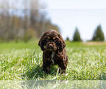 Small Photo #9 Cocker Spaniel Puppy For Sale in WARSAW, IN, USA