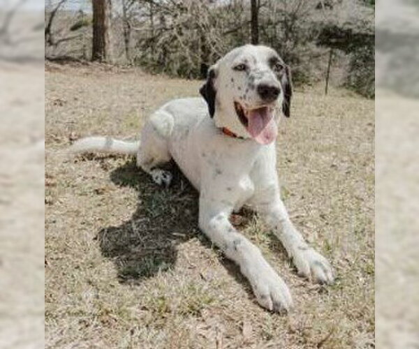 Medium Photo #7 Lab-Pointer Puppy For Sale in Attalka, AL, USA