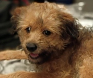 YorkiePoo Puppy for sale in JOHNSTOWN, PA, USA