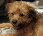 Small YorkiePoo