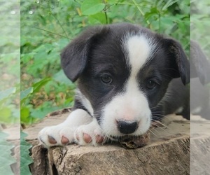 Cardigan Welsh Corgi Puppy for sale in DITTMER, MO, USA