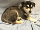Small Photo #3 German Shepherd Dog-Siberian Husky Mix Puppy For Sale in YUCCA VALLEY, CA, USA