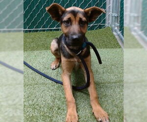 German Shepherd Dog-Unknown Mix Dogs for adoption in Downey, CA, USA