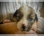 Small #2 English Shepherd