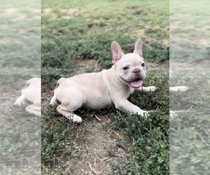 French Bulldog Puppy for sale in YAKIMA, WA, USA