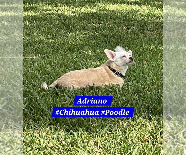 Medium Photo #11 Chi-Poo (Miniature) Puppy For Sale in Plantation, FL, USA