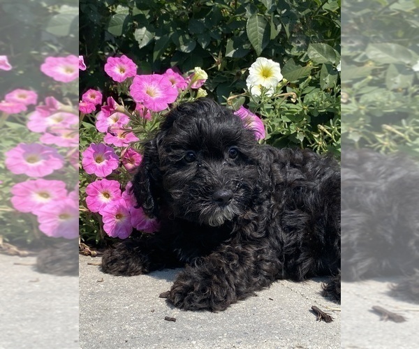 Medium Photo #6 Lhasa Apso-Poodle (Toy) Mix Puppy For Sale in CANOGA, NY, USA