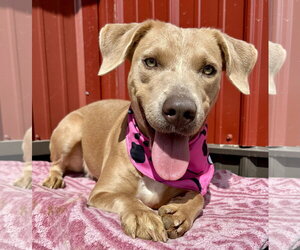 Labrador Retriever-Staffordshire Bull Terrier Mix Dogs for adoption in Corning, AR, USA