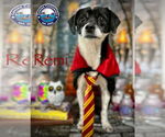 Small #12 Rat Terrier Mix