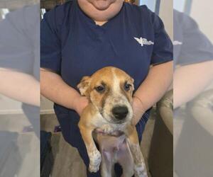 Mutt Dogs for adoption in San Antonio, TX, USA