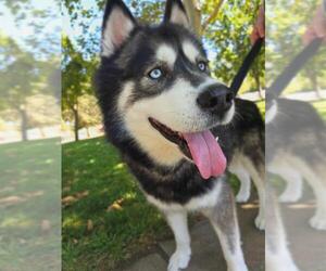 Alaskan Malamute-Unknown Mix Dogs for adoption in Elk Grove, CA, USA