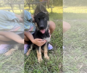 German Shepherd Dog Puppy for sale in BONIFAY, FL, USA