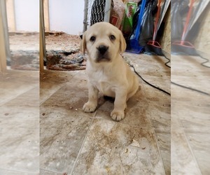 Labrador Retriever Puppy for sale in DUNN, NC, USA