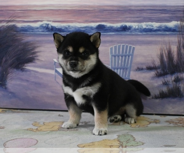 Medium Photo #3 Shiba Inu Puppy For Sale in DUNDEE, OH, USA