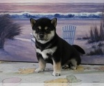 Small Photo #3 Shiba Inu Puppy For Sale in DUNDEE, OH, USA