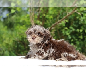ShihPoo Puppy for sale in DYERSBURG, TN, USA