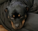 Small Photo #1 Rottweiler Puppy For Sale in ELDERSBURG, MD, USA